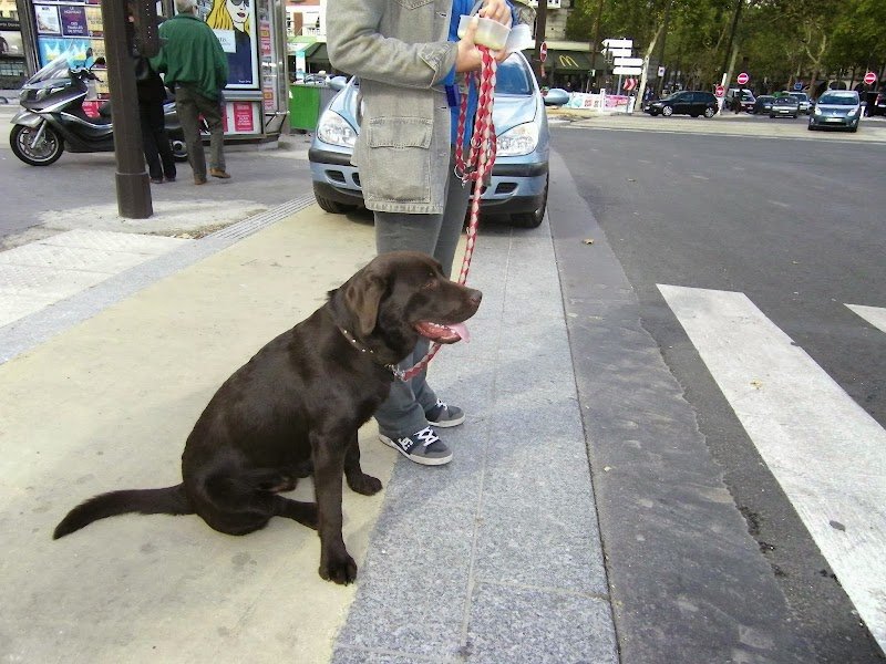 CANI CLASS Education Canine et Comportement - photo 3