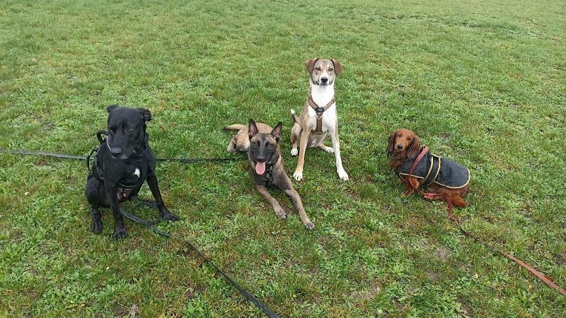 Le bon compagnon - Dog walker & Educateur canin - photo 1