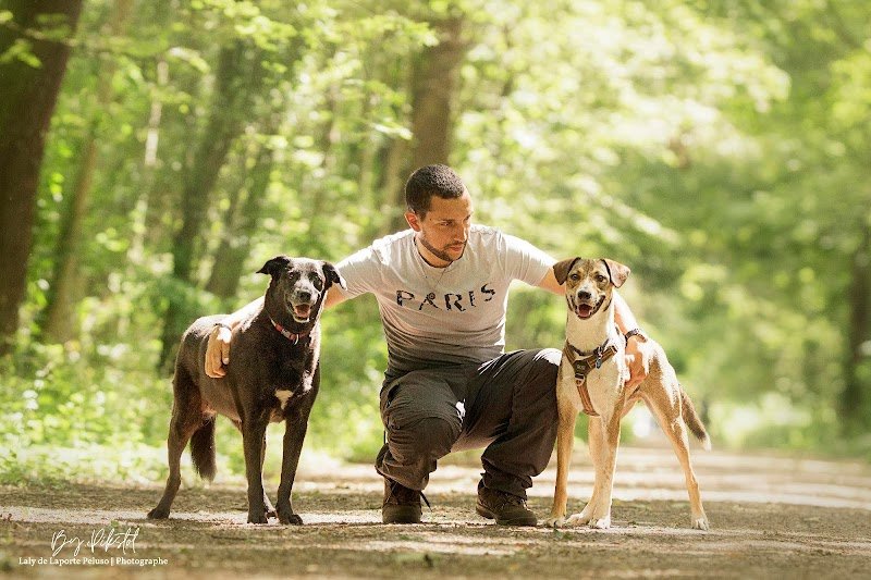 Le bon compagnon - Dog walker & Educateur canin - photo 2