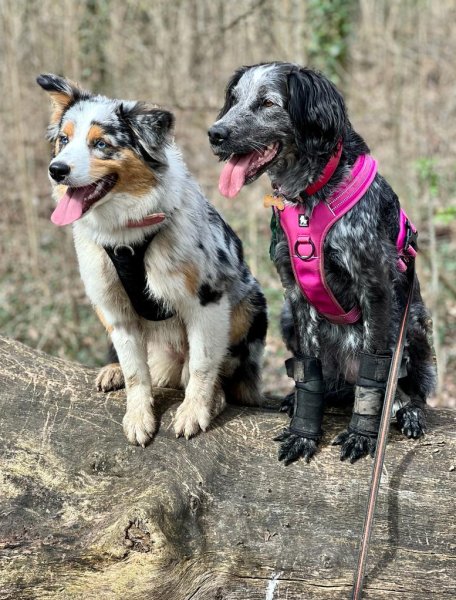 Le bon compagnon - Dog walker & Educateur canin - photo 3