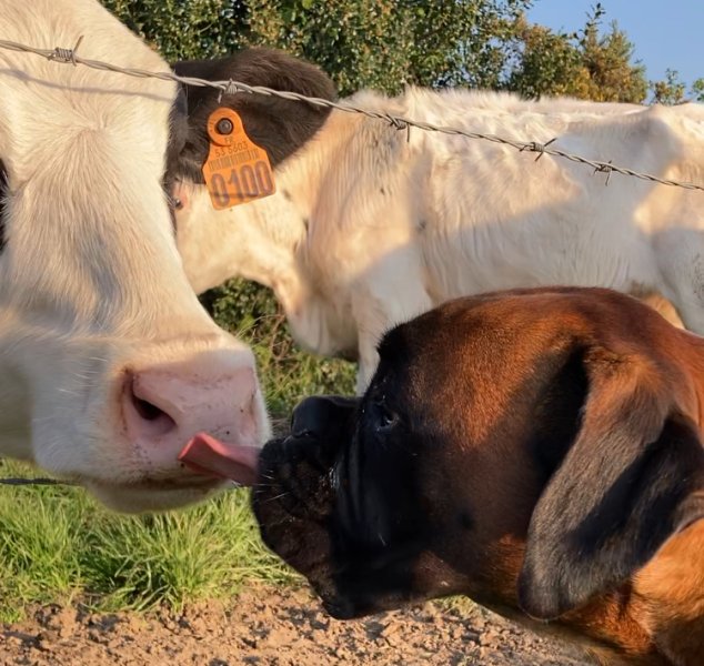 La Bande a Guapo - Educateur canin - Comportementaliste -Dogsitter - Promeneur pour chien - Educateur chien