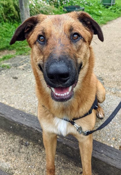 K.NI.D Educateur canin, Comportementaliste - photo 2