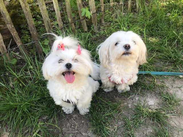 K.NI.D Educateur canin, Comportementaliste - photo 3