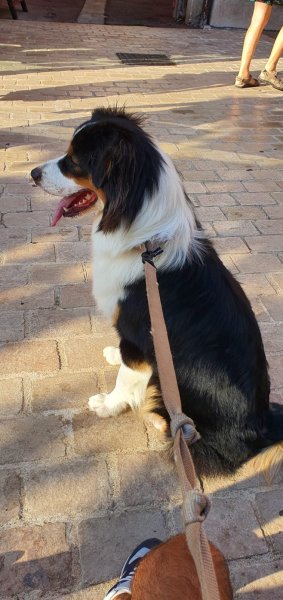 Bien Dans Leurs Pattes - Gilles Negrit Éducateur comportementaliste canin