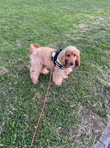 Bien Dans Leurs Pattes - Gilles Negrit Éducateur comportementaliste canin - photo 2