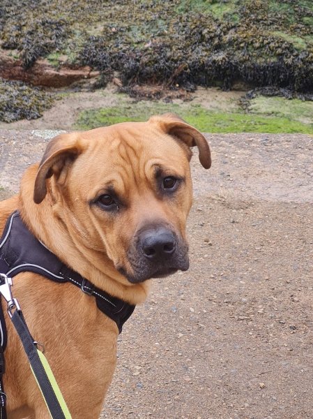 Bien Dans Leurs Pattes - Gilles Negrit Éducateur comportementaliste canin - photo 3