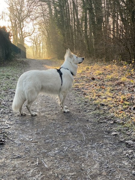 Gilles ALBALADEJO - Educateur canin - photo 2