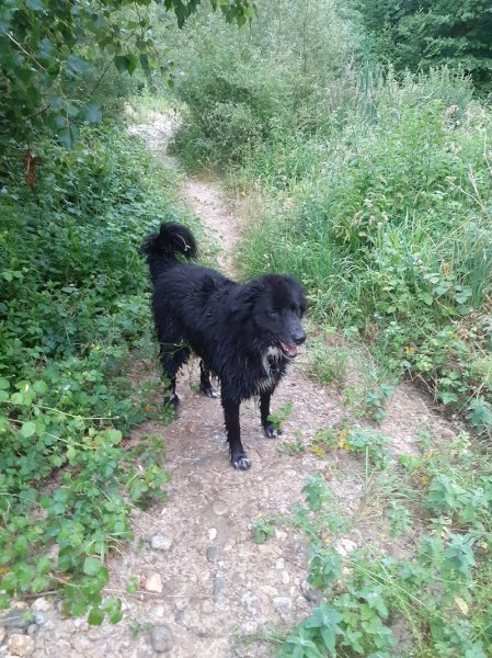 EI gilles daunas éducateur canin comportementaliste