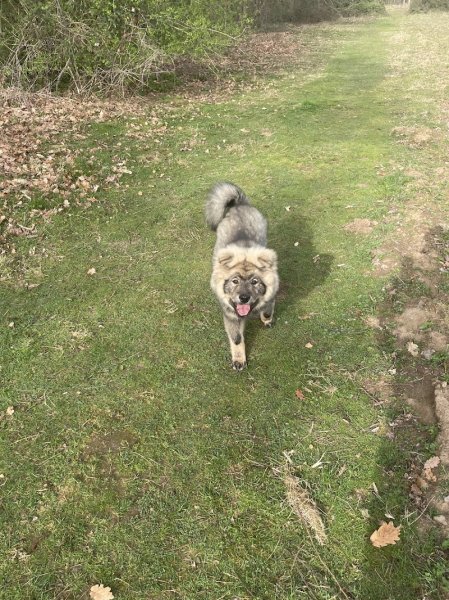 EI gilles daunas éducateur canin comportementaliste - photo 2