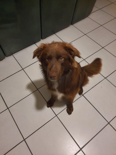 EI gilles daunas éducateur canin comportementaliste - photo 3