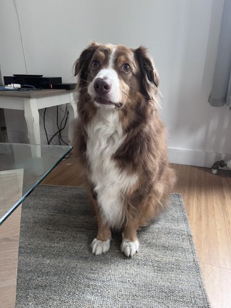 Happy Doggy - photo 2