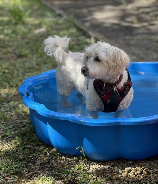 Dogs Friends - Éducation, Comportement canin, Pension, Balade - photo 2
