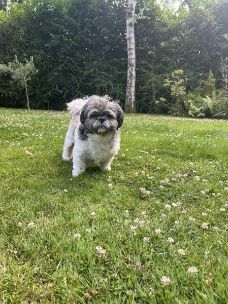 Dogs Friends - Éducation, Comportement canin, Pension, Balade - photo 3