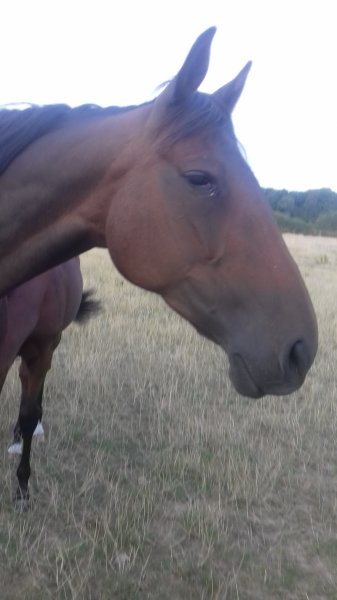 Allure de chien Eric Watel - photo 1