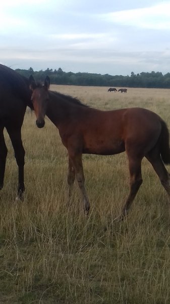 Allure de chien Eric Watel - photo 2