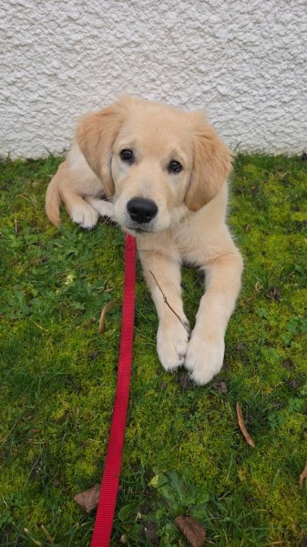 Sandrine Grandjean Educateur Canin - photo 3