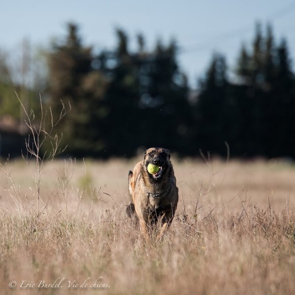 La Ferme de Laur' et Nico - Pension canine