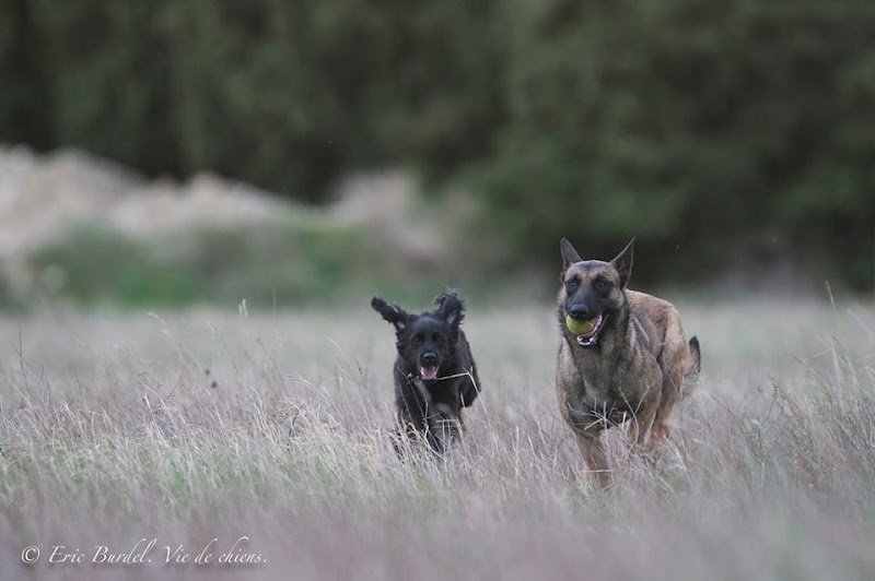 La Ferme de Laur' et Nico - Pension canine - photo 3