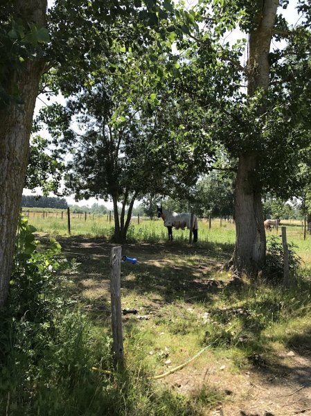 Alexia Ducos Blanchet Dressage - photo 3