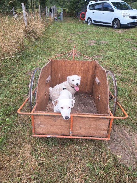 club canin les pattes agiles durestaloises - photo 2