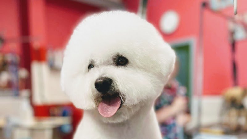 Snobidog Allonnes Toilettage chien Le Mans Allonnes Sarthe (72)