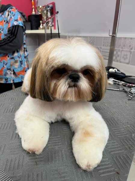 Snobidog Allonnes Toilettage chien Le Mans Allonnes Sarthe (72) - photo 2