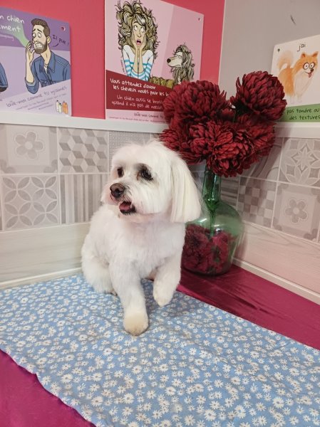 Snobidog Allonnes Toilettage chien Le Mans Allonnes Sarthe (72) - photo 3