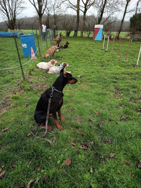 Club d'éducation canine d'Evreux