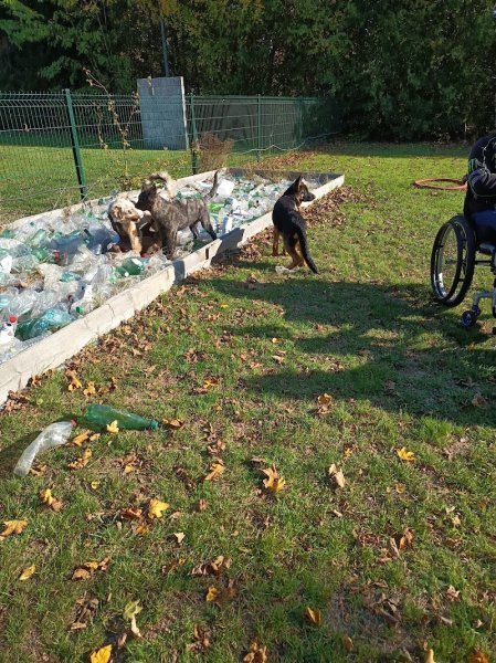 Club d'éducation canine d'Evreux - photo 2