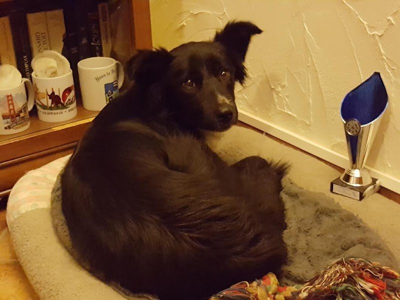 Club canin de Rosny-Sur-Seine - photo 3