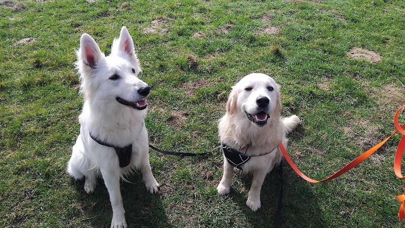 Paw’sitive - Education et comportement canin