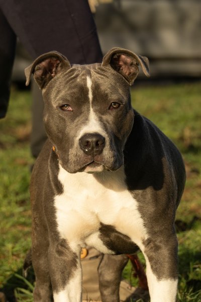 Paw’sitive - Education et comportement canin - photo 2