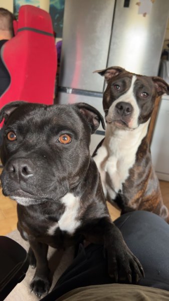 Paw’sitive - Education et comportement canin - photo 3