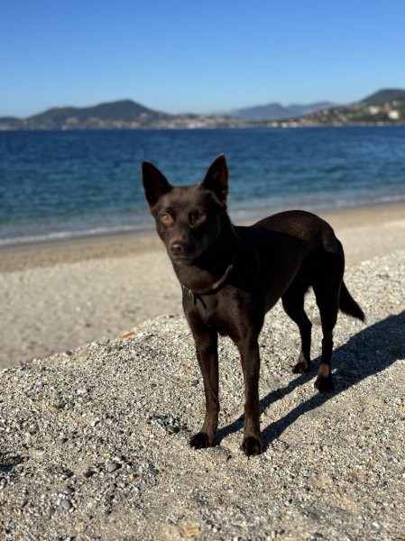 Club canin ASAEC - photo 1