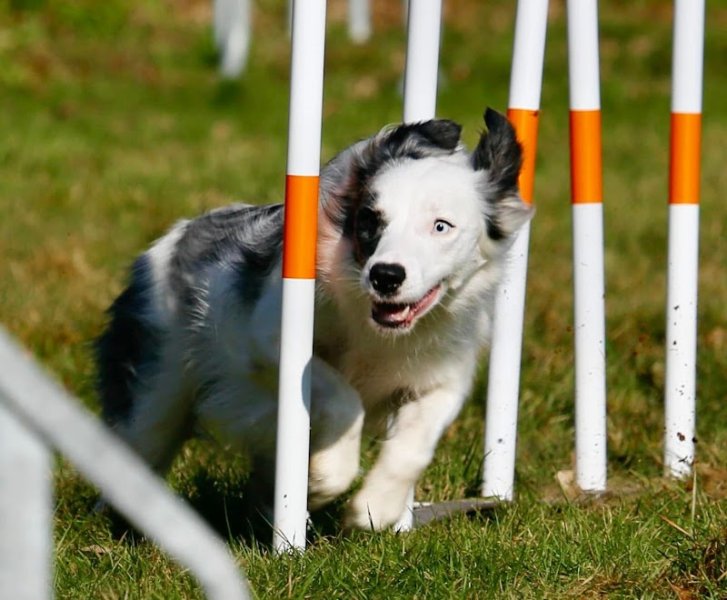 Club canin ASAEC - photo 2