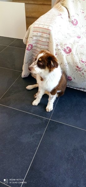 Simply Dogs Educateur et comportementaliste canin