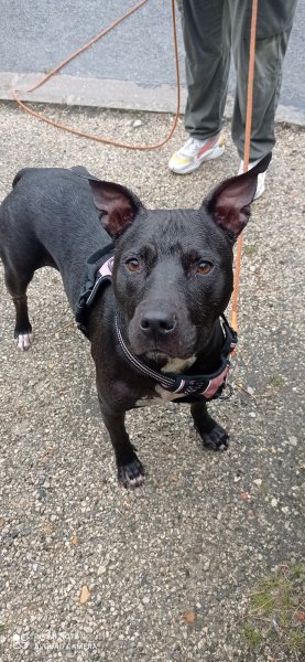 Simply Dogs Educateur et comportementaliste canin - photo 2