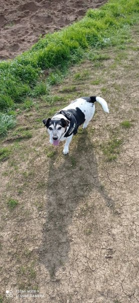 Simply Dogs Educateur et comportementaliste canin - photo 3