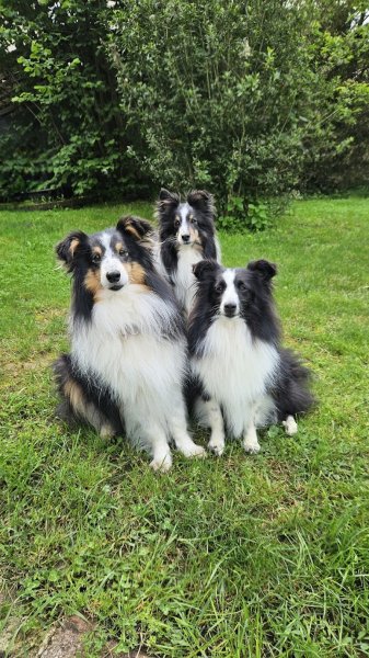 Cynolo'J and Co, Educateur Comportementaliste canin en méthode bienveillante