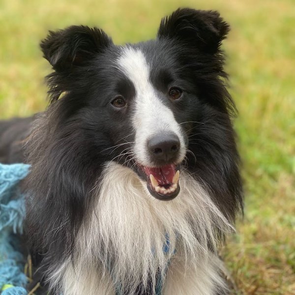 Cynolo'J and Co, Educateur Comportementaliste canin en méthode bienveillante - photo 2