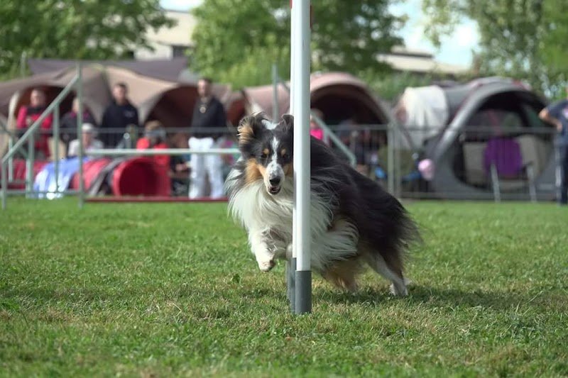 Cynolo'J and Co, Educateur Comportementaliste canin en méthode bienveillante - photo 3