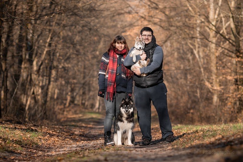 FLOWER OF TENEBRAE - Elevage Husky de Sibérie & Pension Canine - photo 1