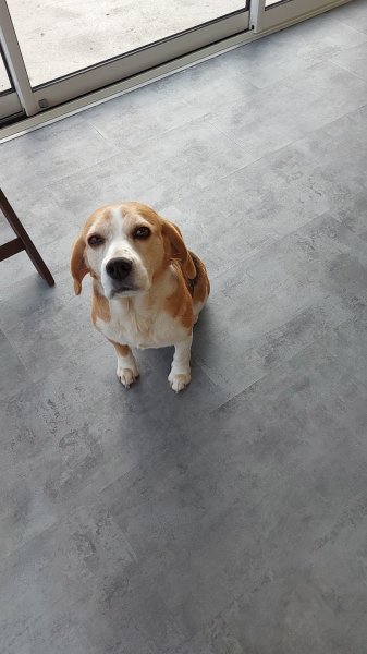 FLOWER OF TENEBRAE - Elevage Husky de Sibérie & Pension Canine - photo 2