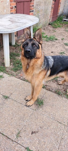 FLOWER OF TENEBRAE - Elevage Husky de Sibérie & Pension Canine - photo 3