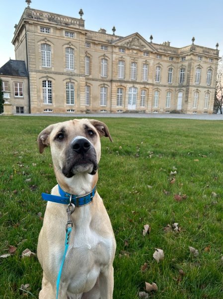 Oh My Pattes- Education Canine - photo 1