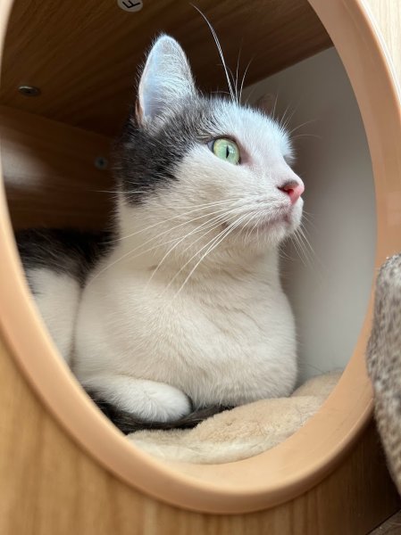 Oh My Pattes- Education Canine - photo 2