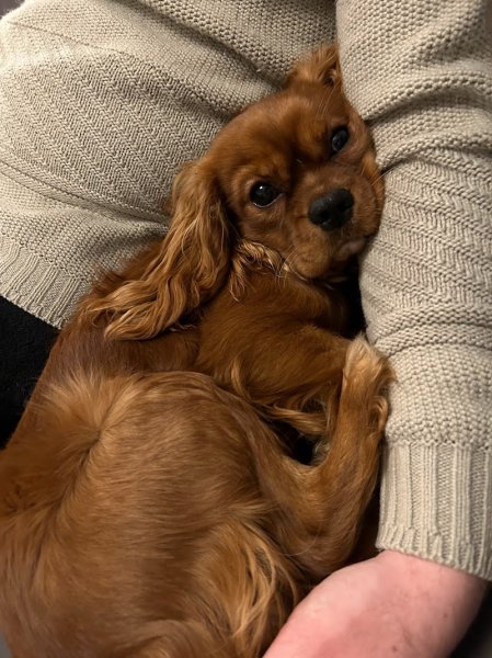 Oh My Pattes- Education Canine - photo 3