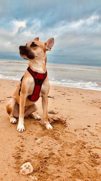 DIAMOND DOGS - éducation canine, comportement, mantrailing, medical training et massage canin - félin