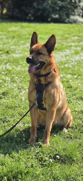 DIAMOND DOGS - éducation canine, comportement, mantrailing, medical training et massage canin - félin - photo 2