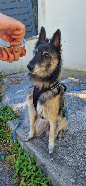 DIAMOND DOGS - éducation canine, comportement, mantrailing, medical training et massage canin - félin - photo 3